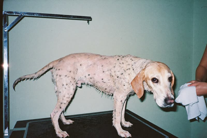 A dog being towel-dried on a grooming table in a small bright room