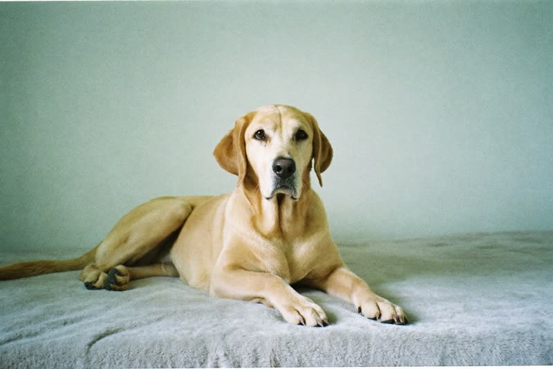 An older labrador lying settled on a blanket in a quiet pale room