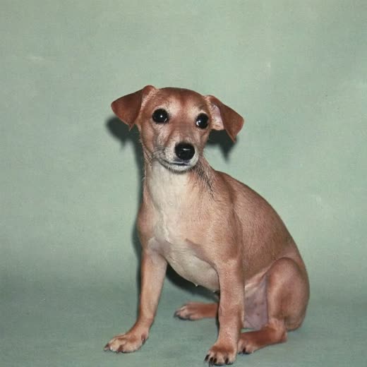 A small terrier sitting on a plain pale backdrop after a bath