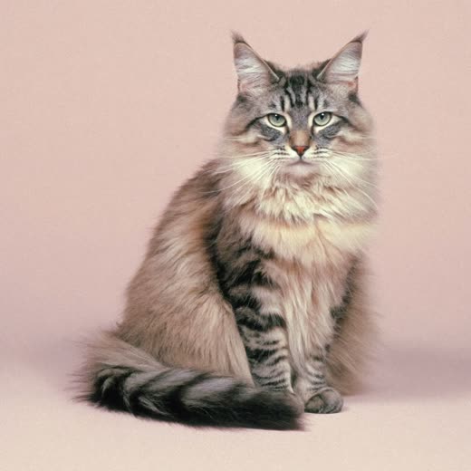 A long-haired cat with a brushed-out coat on a plain pale backdrop
