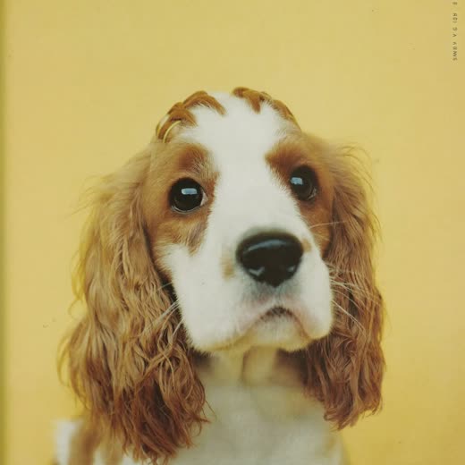 A spaniel with a fresh clipped trim on a plain pale backdrop