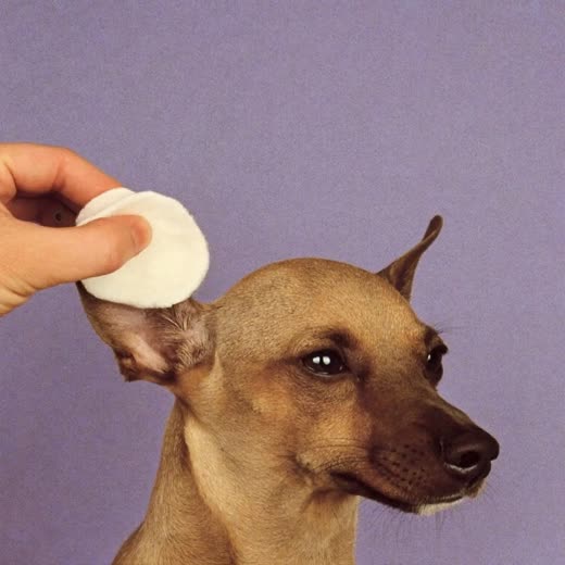 A small dog's ear being gently cleaned with a cotton pad